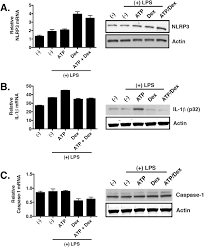 With a legacy of over 40 years, the chambers is the exalted club for global achievers who have redefined horizons and scaled great heights. Glucocorticoids Sensitize The Innate Immune System Through Regulation Of The Nlrp3 Inflammasome Journal Of Biological Chemistry