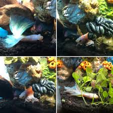 Betta Fish Back With My Problem Child After His Shrimp Buffet Betta Fish Betta Fish