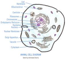 Labeled Animal Cell Diagram Animal Cell Parts Cell Diagram Animal Cell
