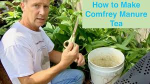 Natural fertilizer for potted plants. How To Make Comfrey Manure Tea Youtube