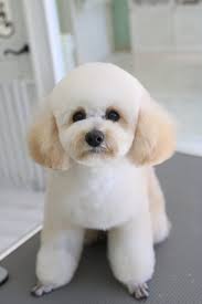 浜松市のトリミング・ペットサロンDOG ASIL-ドッグアシル