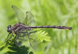 Image result for Pycnostachys orthodonta