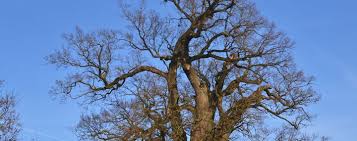 Für den perfekten schnitt eines pflaumenbaumes ist der optimale zeitpunkt außerordentlich wichtig. Alte Eichen Im Garten Schneiden Und Pflegen Baumpflegeportal