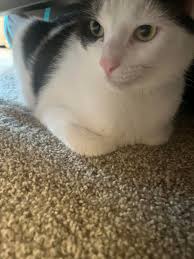 FOUND* was found safe in Holly Springs. Thank you all for your help ❤️  MISSING* Hi everyone