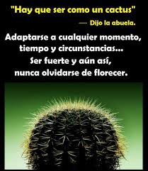 Recuerden seguir al pie de la letra todos los pasos que mostramos aquí para que sus cactus estén en optimas condiciones y tenga unas bellas flores. Dopl3r Com Memes Hay Que Ser Como Un Cactus Dijo La Abuela C Adaptarse A Cualquier Momento Tiempo Y Circunstancias Ser Fuerte Y Aun Asi Nunca Olvidarse De Florecer C C