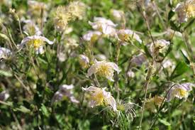 Image result for Clematis brachiata