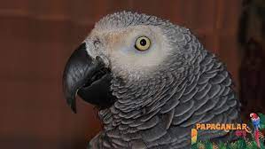 satilik jako papagan ucuz sahibinden african grey african grey parrot parrot