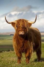 Highland Sigiri Hayvan Baslari Hayvan Iskoclar