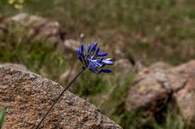 Image result for Brachycorythis inhambanensis