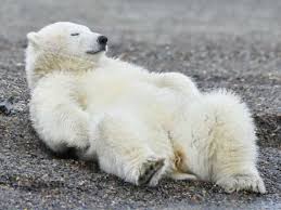 その姿勢きつくないの 気持ちよさそうに仰向けで眠るアラスカのシロクマ patrick kientz biosphoto アフロ かわいい動物の赤ちゃん 可愛すぎる動物 シロクマ イラスト