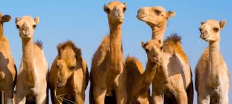 His last drink had been weeks ago. Unraveling The Mystery Of Alzheimer S Disease Could Camels Carry The Cure Curioussciencewriters