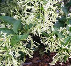 Jasmine 'grand duke of tuscany. Cestrum Nocturnum Night Blooming Jasmine Hello Hello Plants