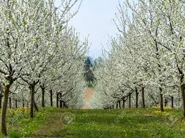 Migliaia di nuove immagini di alta qualità aggiunte ogni giorno. Immagini Stock Molti Alberi Da Frutto In Fiore In Primavera Albero Fiorito In Primavera E Un Bel Periodo Dell Anno Image 53973574