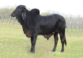 Pin On Cow S