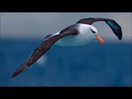 Albatros Kusu Sesi Youtube