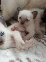 Siyam Tatli Minisler Kedi Satis