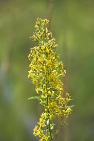 Image result for Crotalaria onobrychis