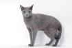 9 Reasons We Love the Russian Blue Cat - Catster