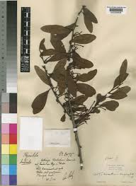 Image result for Agelanthus