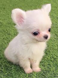 Precious Long Haired Baby Chihuahua In 2020 Baby Animals Pictures Baby Chihuahua Baby Dogs