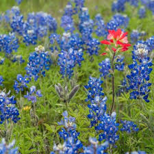 Friday and saturday and from 10 a.m. Ennis Bluebonnet Trails 77 Photos 12 Reviews Festivals 201 Nw Main St Ennis Tx Phone Number Yelp