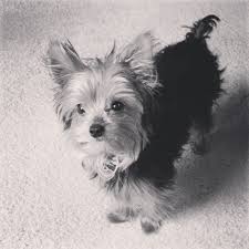 Yorkie Black And Brown Puppy Black White Of My Yorkie Penny 3 Yorkie Yorkie Dogs Cute Puppy Breeds