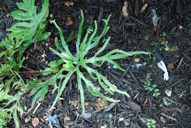Image result for Triplophyllum protensum