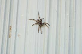 Image result for wolf spider bite skin