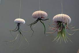 unavailable listing on etsy hanging air plants hangers for flower pots