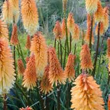 Image result for Kniphofia thomsonii