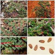 Image result for Pseudocalyx