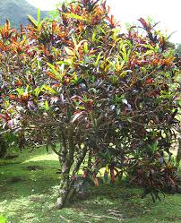 Image result for Codiaeum