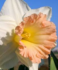 Narcissus British Gamble This Gigantic Outward Facing Trumpet Daffodil Opens With A Perfect Ivory Perianth And A Spectac Bulb Flowers Narcissus Flower Flowers