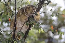 Image result for Pseudoprosopis