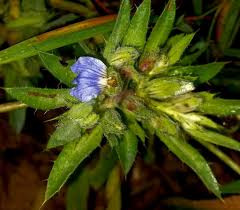 Image result for Blepharis katangensis