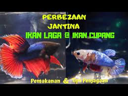 Cara mancing ikan yang cepat dapat ikannya ! Cara Beza Ikan Laga Jantan Betina Youtube