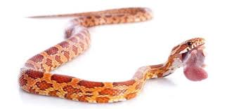 Forum guide to cornsnake morphs lavender cornsnake. How To Feed A Corn Snake Frozen Feeders