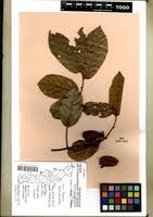 Image result for Uvaria angolensis