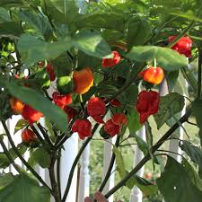Journey to the west, see ghost pepper (pvz: Worlds Hottest Pepper Carolina Reaper Pepper Plants Clovers Garden