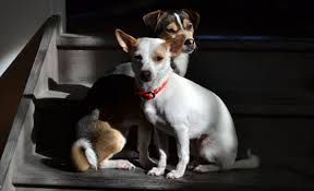 We save and rehome hundreds of dogs and cats every year. Victorian Dog Rescue And Resource Group Inc In Melbourne Victoria