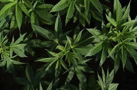 What Is Cbd Plants Plant Leaves Parts Of A Plant