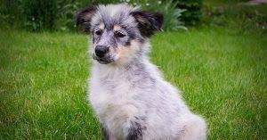 They offer a lot of variety from a soft ch sound to a hard c. plus, many classic names in the past, male dog names and female dog names alike were less likely to be personalized to the dog. Dog Names That Start With C