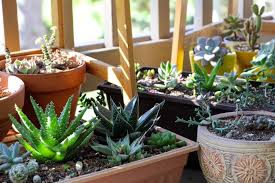 Faktor penyebabnya adalah karena tanaman ini sangat mudah dipelihara dan bisa berbunga dengan mudah serta rimbun. 5 Tips Cerdas Memilih Tanaman Hias Untuk Taman Outdoor