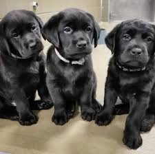 Pet sales philippines is philippines's #1 puppy and pet listing site. Labrador Retriever Puppies For Sale Home Facebook