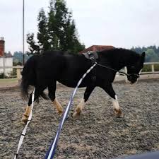 Maybe you would like to learn more about one of these? Lunging With Two Reins The Rubber Curry Comb