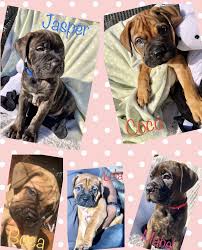 If something needs his attention he'll be there. Bullmastiff Puppies For Sale Ventura Ca 303844