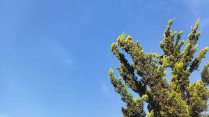 Pronostican cielo mayormente despejado para este lunes