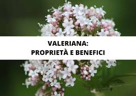 Image result for Valeriana