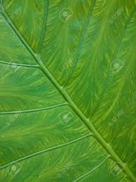 L'écran d'intimité de 40 po. Fond Naturel De Feuille Verte Modele Frais D Ete Ou De Printemps Texture De Verdure Diagonale Fond D Ecran Ecologique Sain Banque D Images Et Photos Libres De Droits Image 83768840