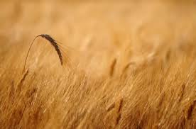 Because the length of the months used to be variable, determined by observation (see jewish calendar), and there are two new moons between passover and shavuot, shavuot could occur on the 5th or 6th of sivan. Shavuot In Canada